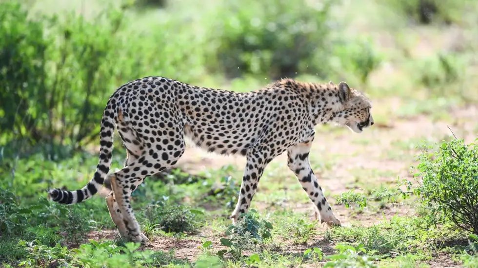 Not Just Cheetah, Madhya Pradesh Also Lost Three Tigers Including A ...