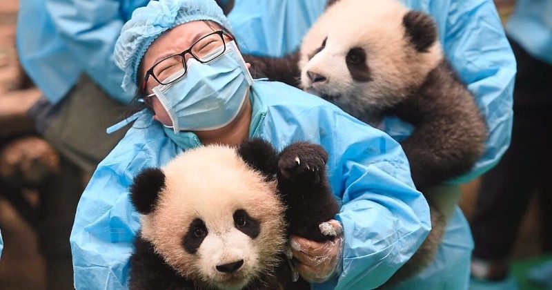 Panda Nanny Job Requirements