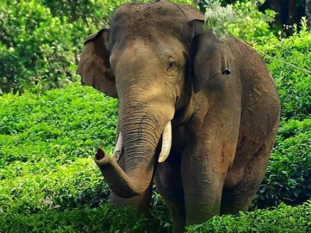 Kerala's Rice-Raiding Wild Elephant Captured, To Be Relocated To ...