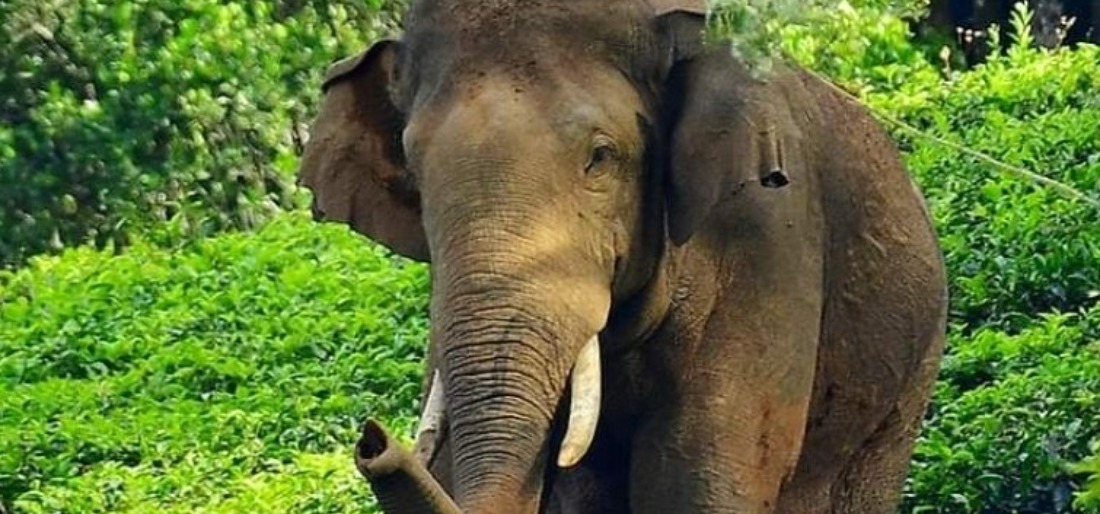 Kerala's Rice-raiding Wild Elephant Captured, To Be Relocated To 