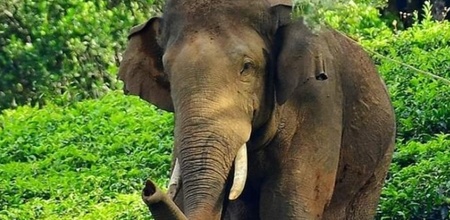 Kerala's Rice-Raiding Wild Elephant Captured, To Be Relocated To ...