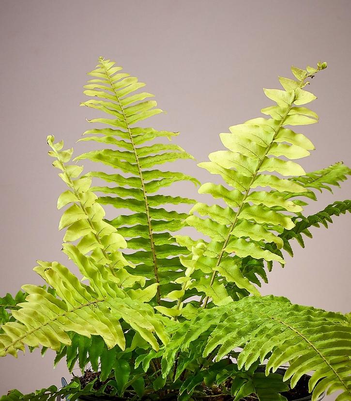 Fern plant