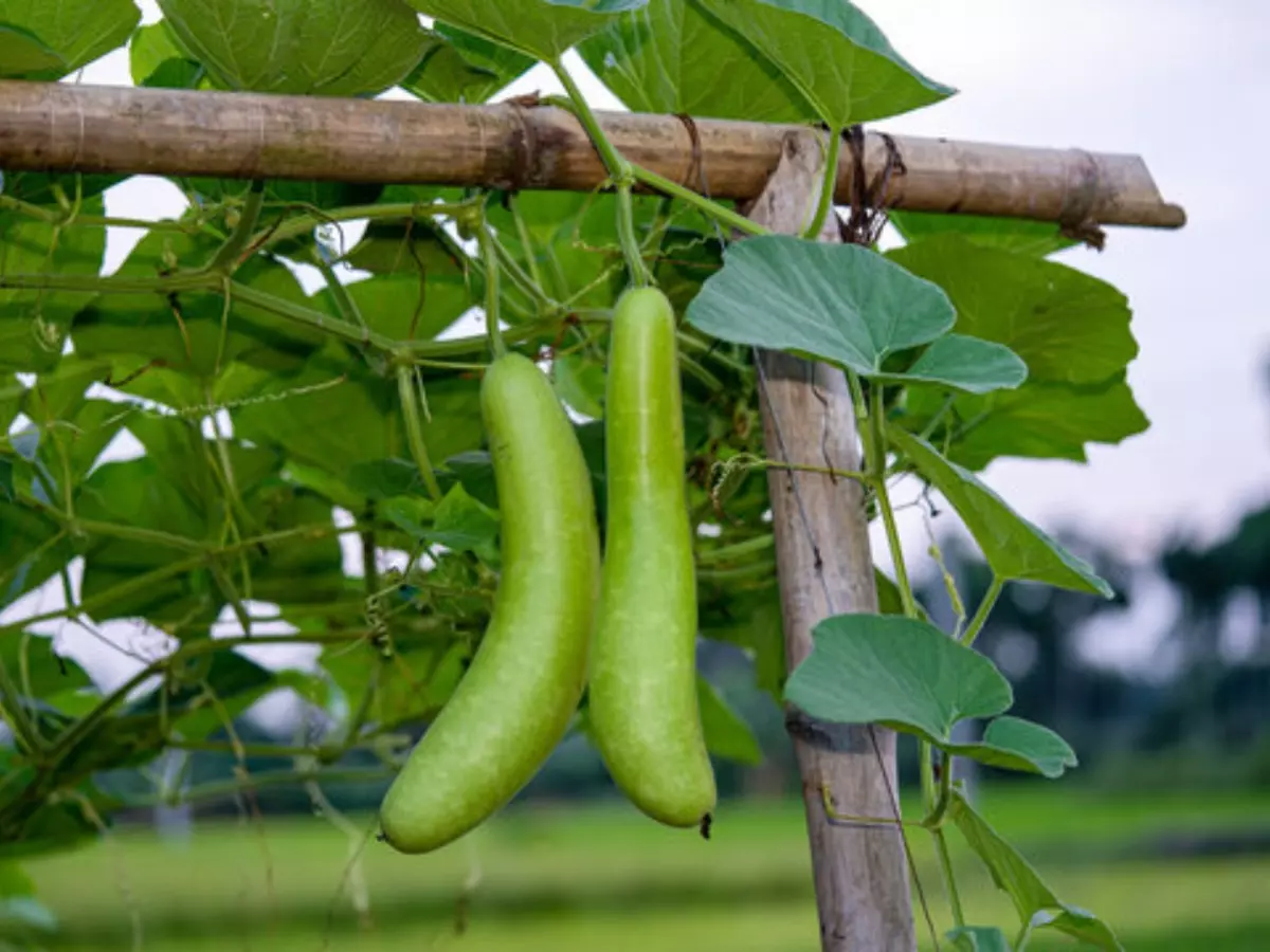 Health Care : बाबा रामदेव ने बताए इन देसी सब्जियों के स्वास्थ्य लाभ... 4 Home Gardening: घर पर लौकी कैसे उगाएं, पौधा कब, कहां, कैसे लगाएं, किन बातों पर ध्यान देना जरूरी है?
