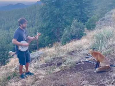 Heartwarming Video of Man Playing Banjo for Wild Fox Goes Viral