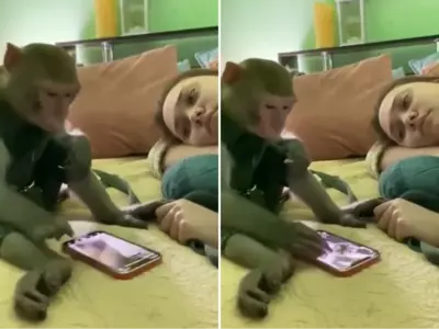 Hilarious Video of Pet Monkey Goes Viral for Watching Videos on Phone