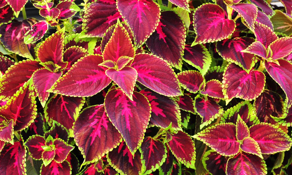 coleus plant