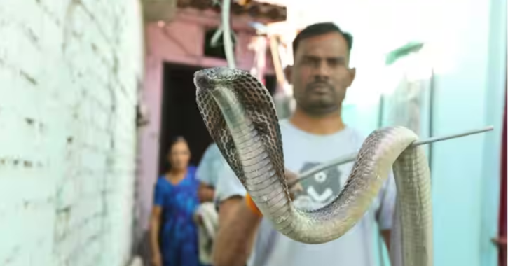 4-Foot-Long Indian Cobra Rescued In Delhi