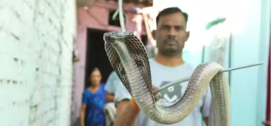 4-Foot-Long Indian Cobra Rescued In Delhi