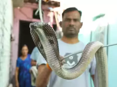 indian cobra 