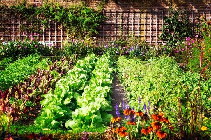 How to use Vinegar For plant