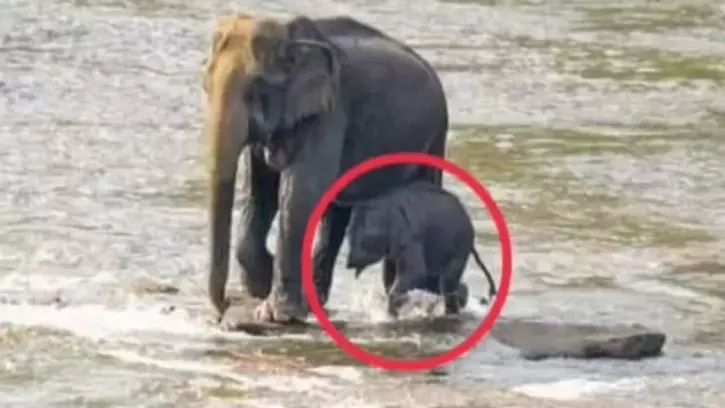 The Curious Case Of A Wild Elephant Calf, Without Trunk Spotted In Kerala Forest