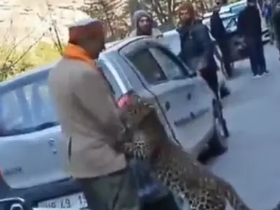 Leopard Plays With Humans On Himachal Pradesh Road