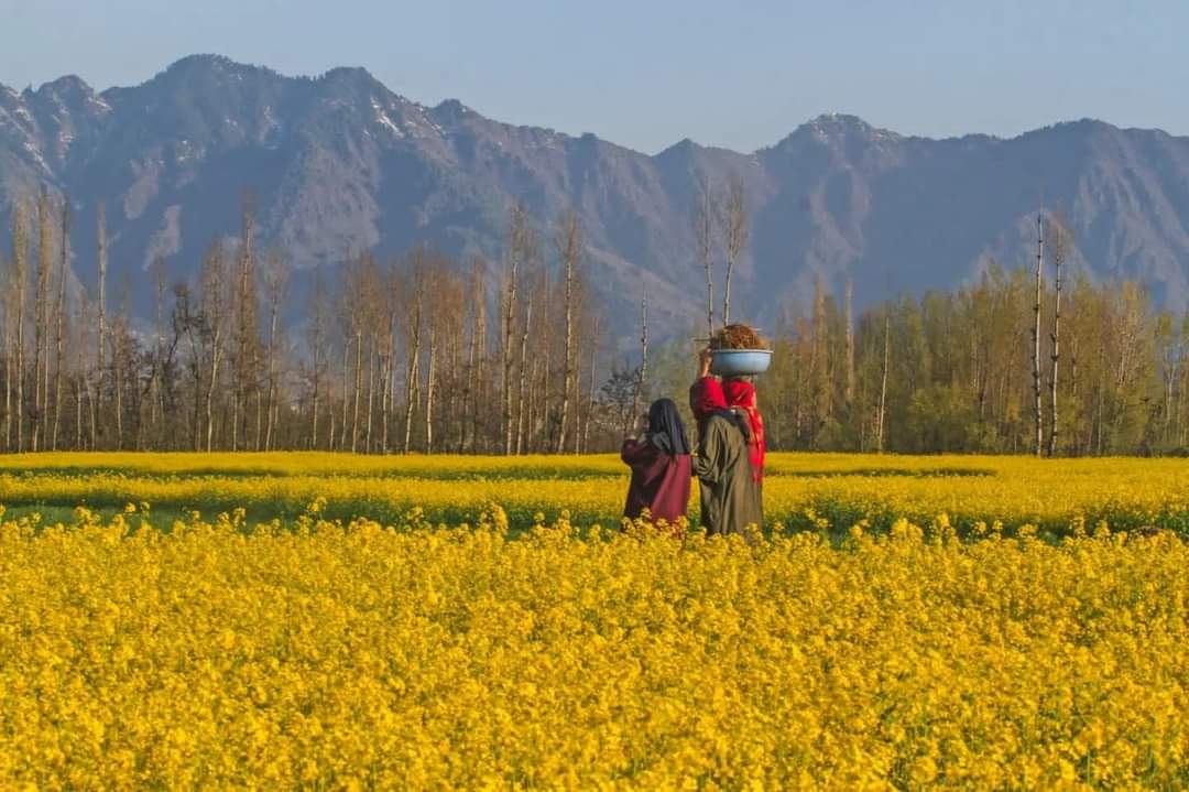Kashmir Experiences Yellow Revolution As Mustard Farming Gains Prominence In The Valley