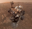 NASA Curiosity Rover Mars strange dragon bone looking rocks images 