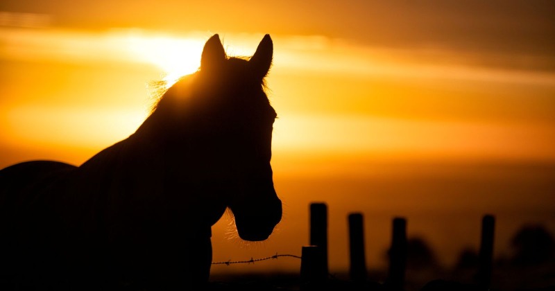 Optical Illusion Or Magic Trick? Viral Image Of Horse's Direction 