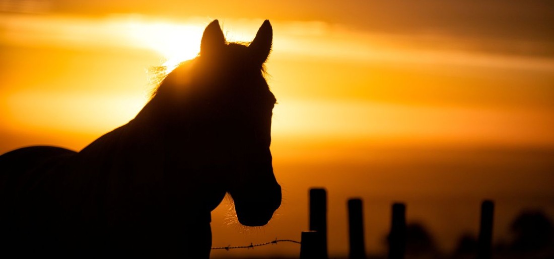 Optical Illusion or Magic Trick? Viral Image Of Horse's Direction