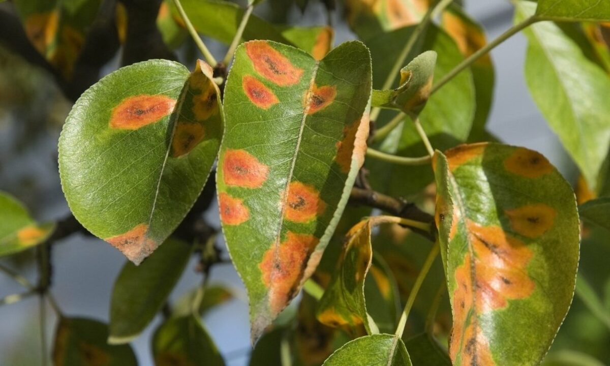 How to use Cinnamon powder for plant