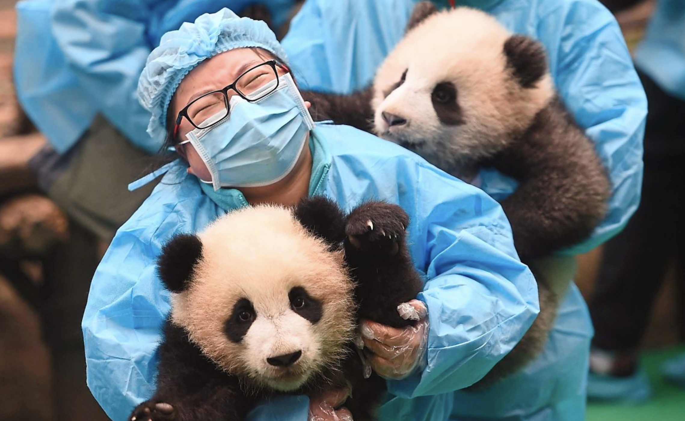 China Pays Rs 26 Lakh Annually To Be A Panda Nanny