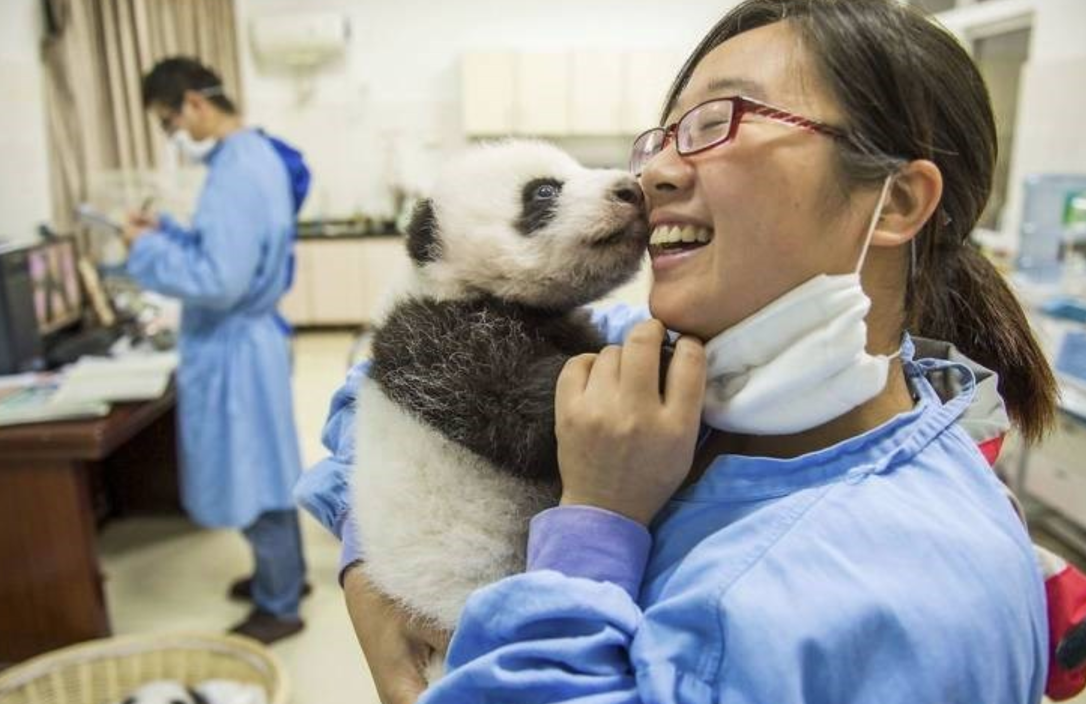 China Pays Rs 26 Lakh Annually To Be A Panda Nanny