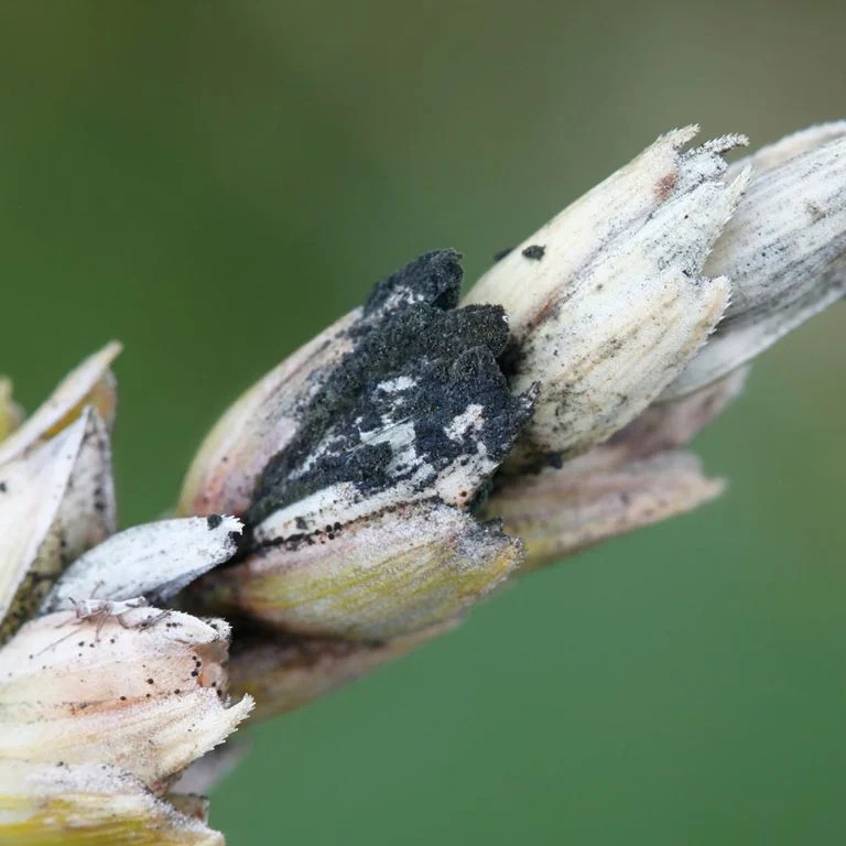 What are the diseases of plants and how to treat them