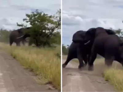 Two Elephants Engage in Brutal Fight