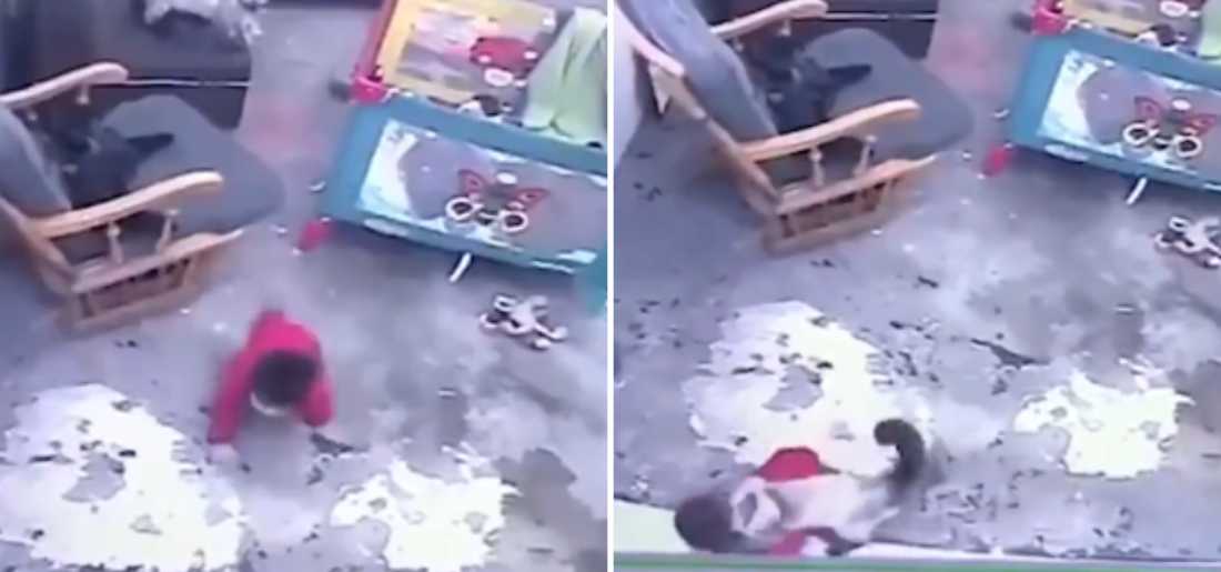 Heroic Cat Saves Baby From Danger A Viral Video Story