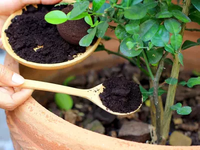 How to make tea leaf Fertilizer