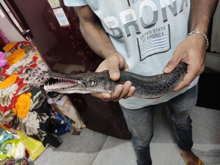 alligator mouth fish found in Bhopal