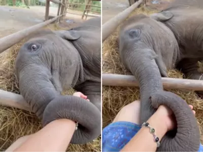 When Animals and Humans Connect The Viral Elephant Video That Touched Everyone