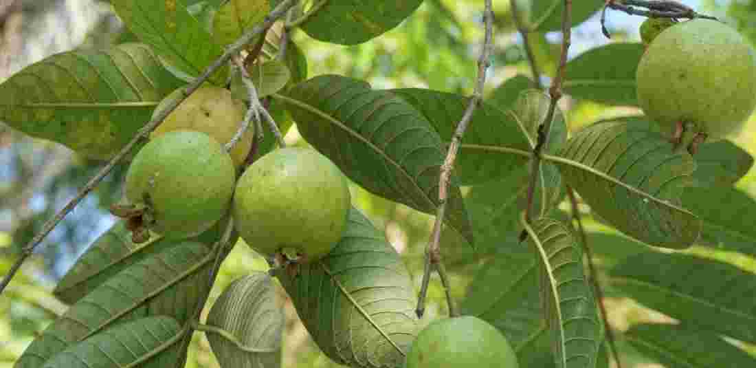 Guava Bonsai Tree
