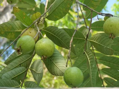 Guava Bonsai Tree