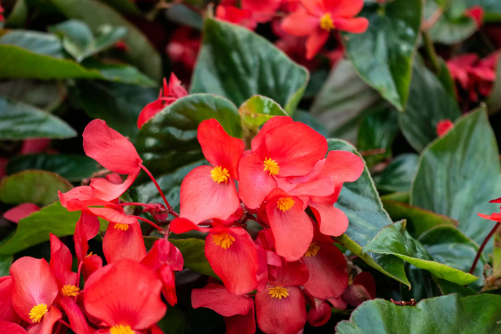 begonia plant