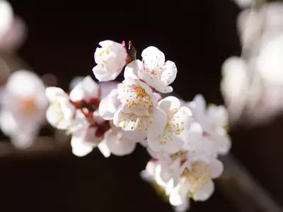 Japanese Apricot, also known as Ume, is a beautiful and versatile fruit tree that can be grown in a variety of climates. It is a popular choice for bonsai due to its delicate pink and white flowers that bloom in early spring. Here are some tips on how to 