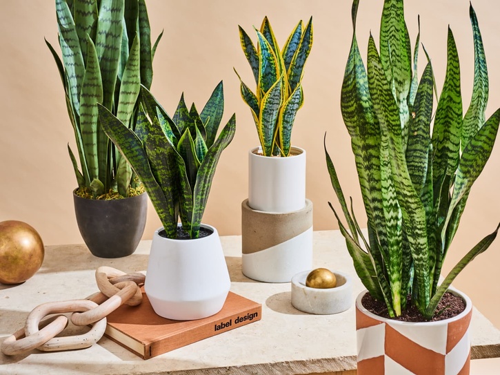 Snake plant