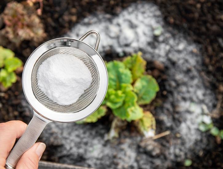 baking soda for plant