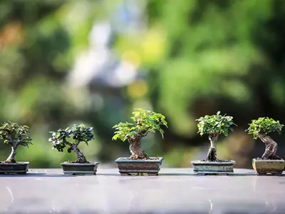 How to Grow White Oak Bonsai Tree