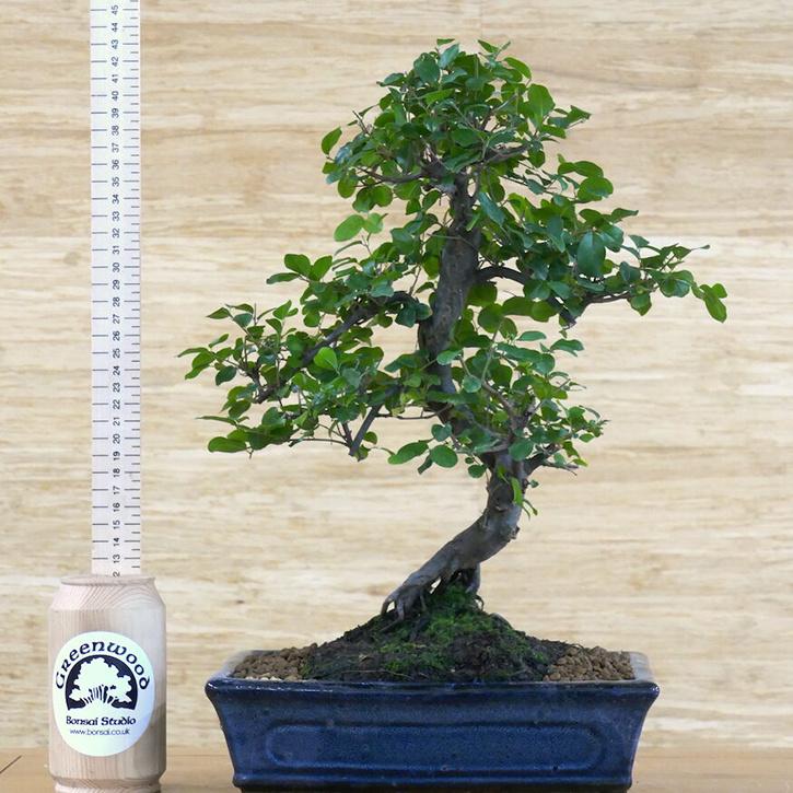 How To Grow Apple Bonsai Tree