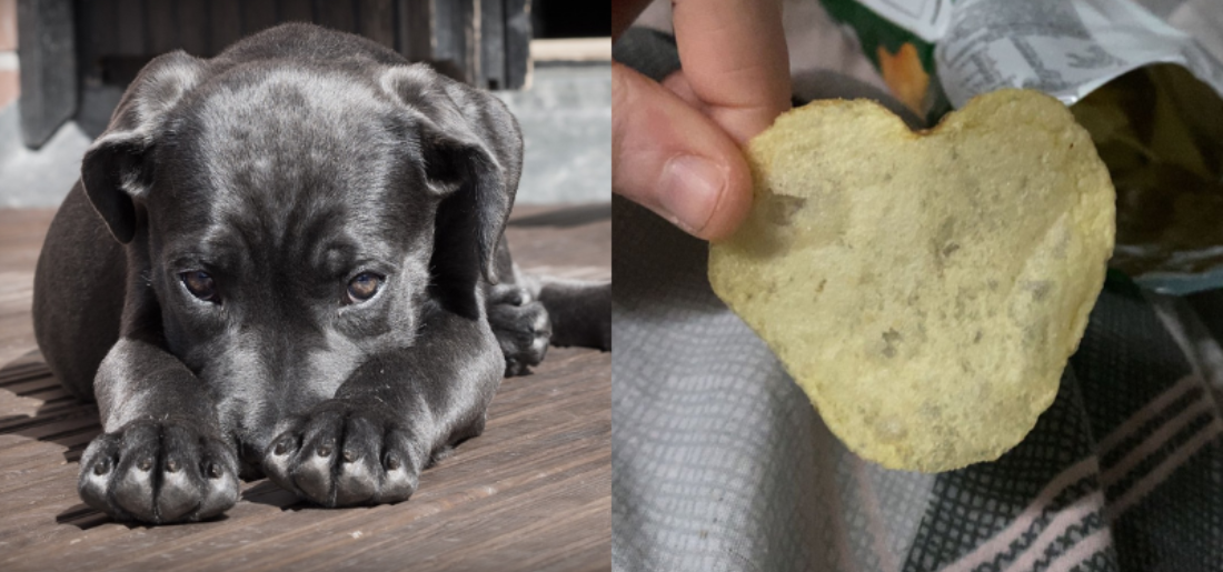 Rs 1 Crore Chip Treats For A Very Special Dog