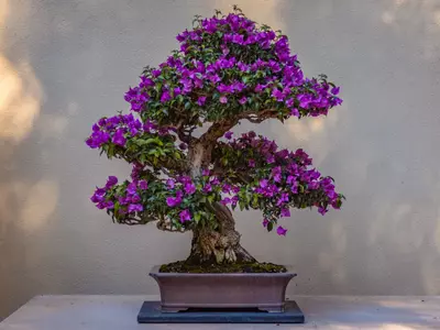 How to Grow Flowering Crabapple Bonsai Tree