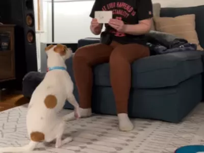 dog tricks using flashcards