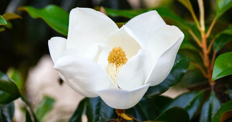 How To Grow Star Magnolia Bonsai