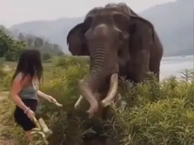 elephant attacks woman 