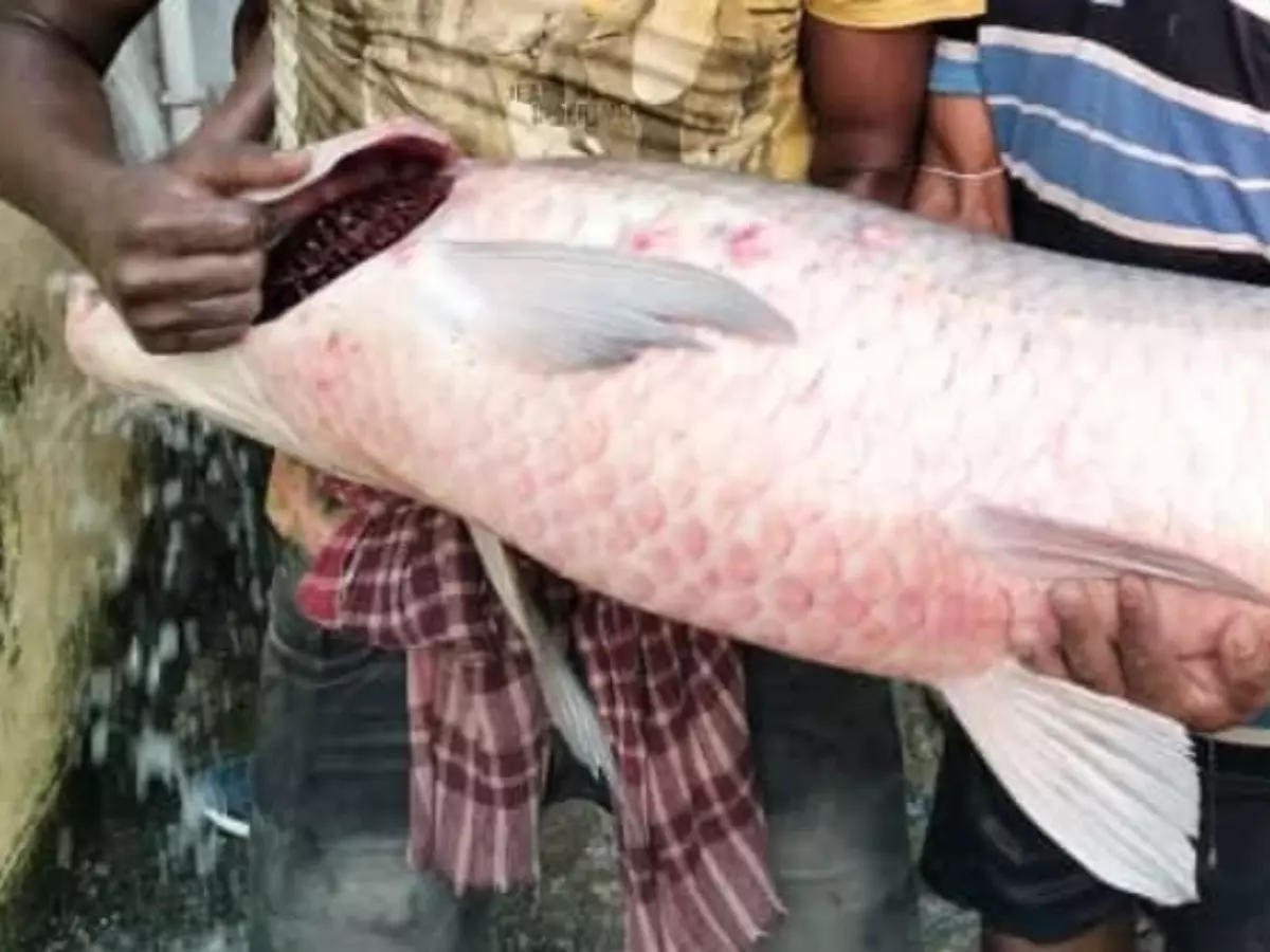 Howrah Fisherman Reels In Giant Black Carp Fish, Sells For Rs 5000