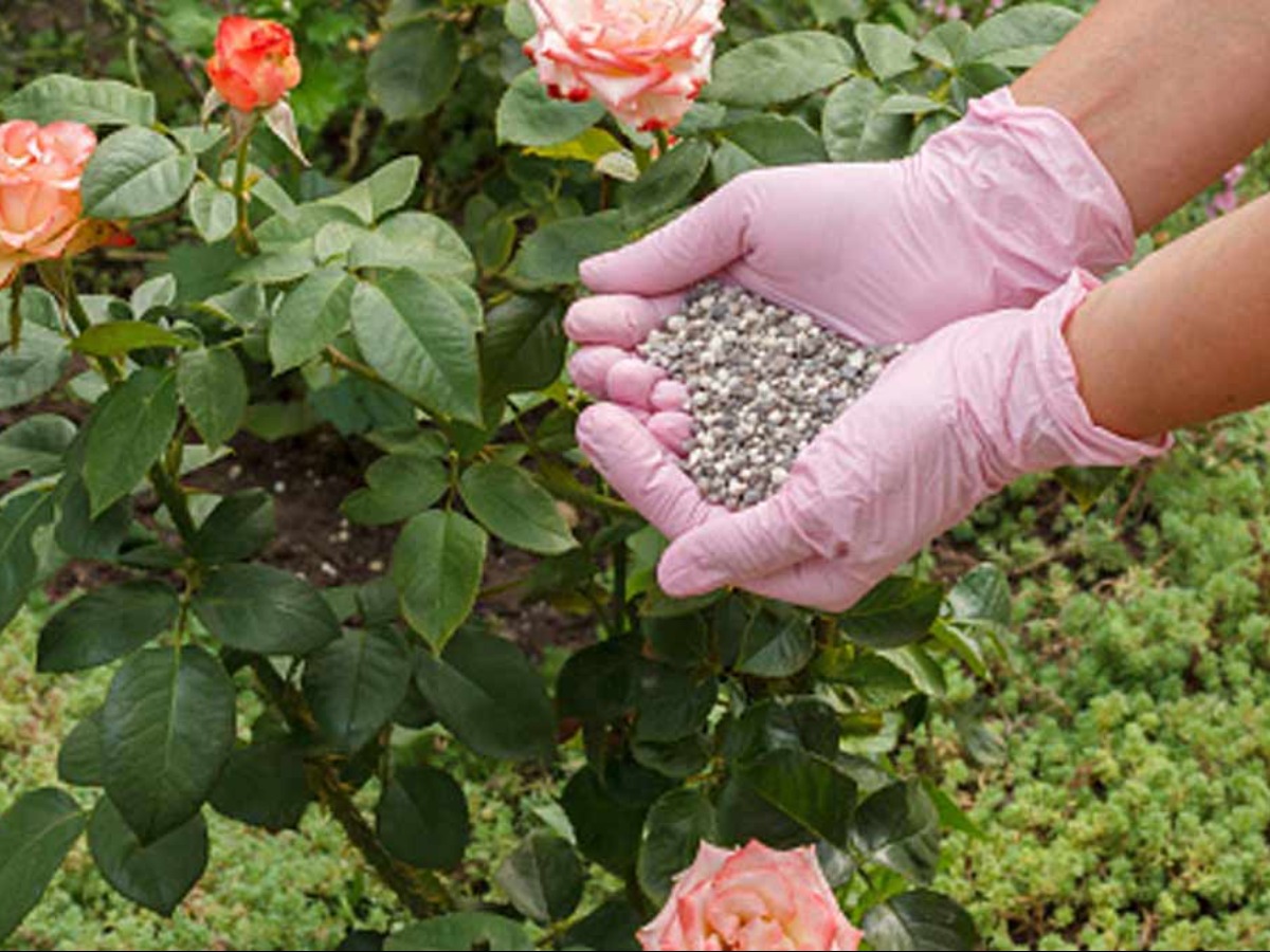 bone meal Fertilizer