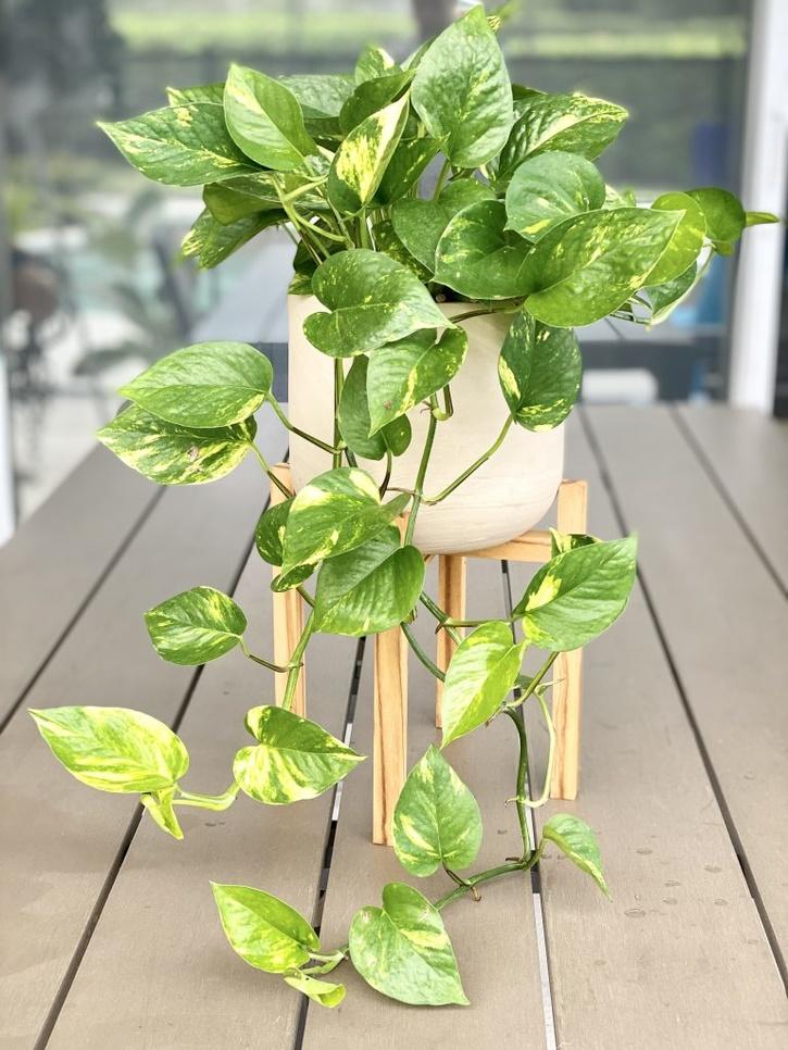 Golden pothos