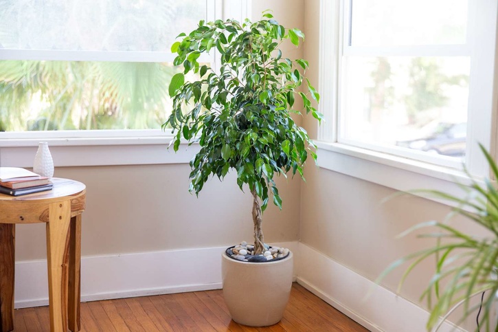 Ficus tree