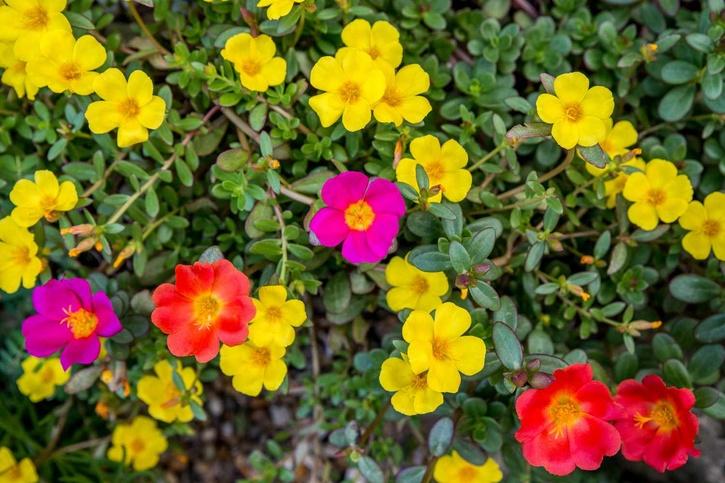 Portulaca plant