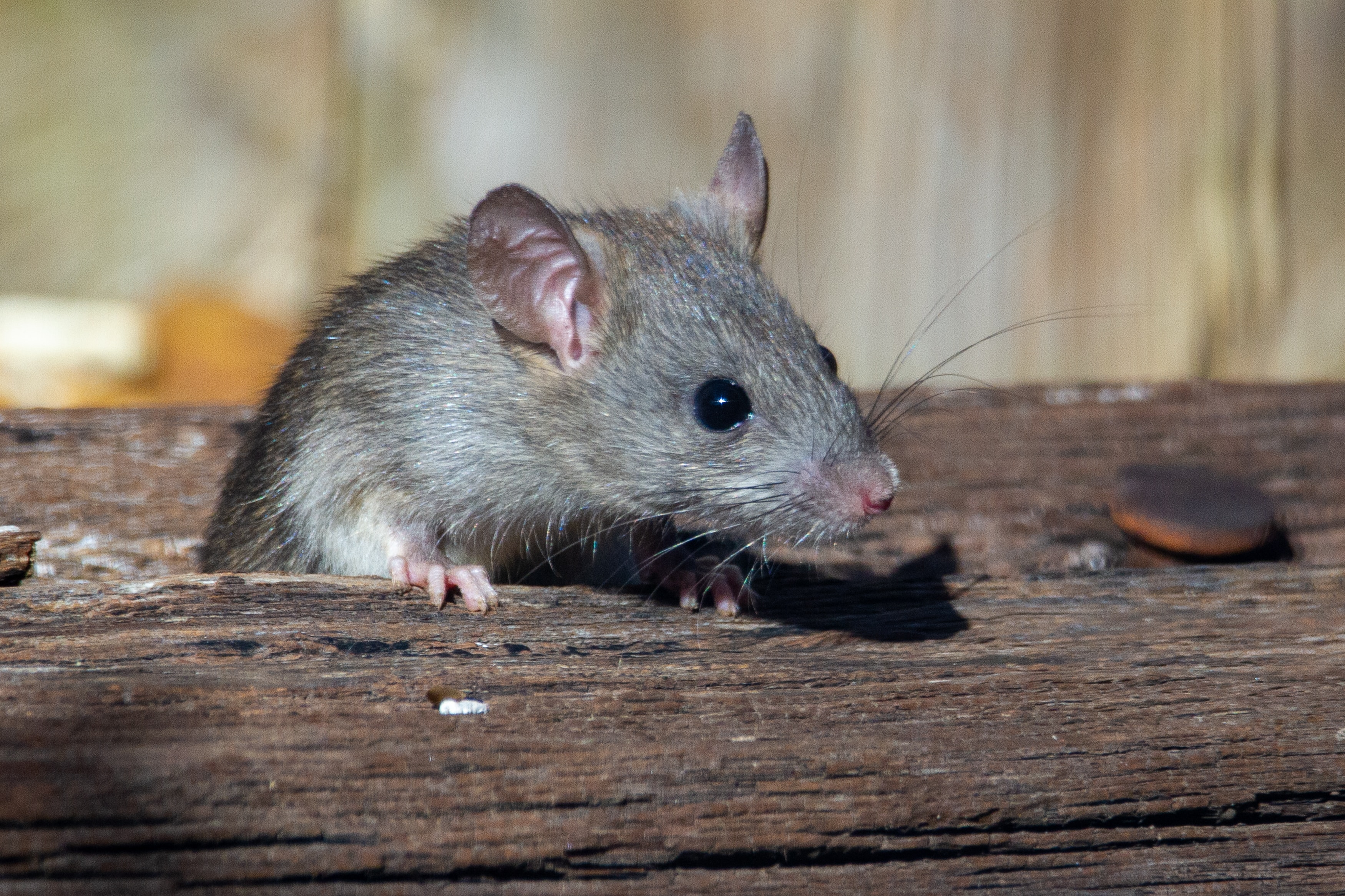 NYC rat czar: What it will actually take to get rid of the rodents.