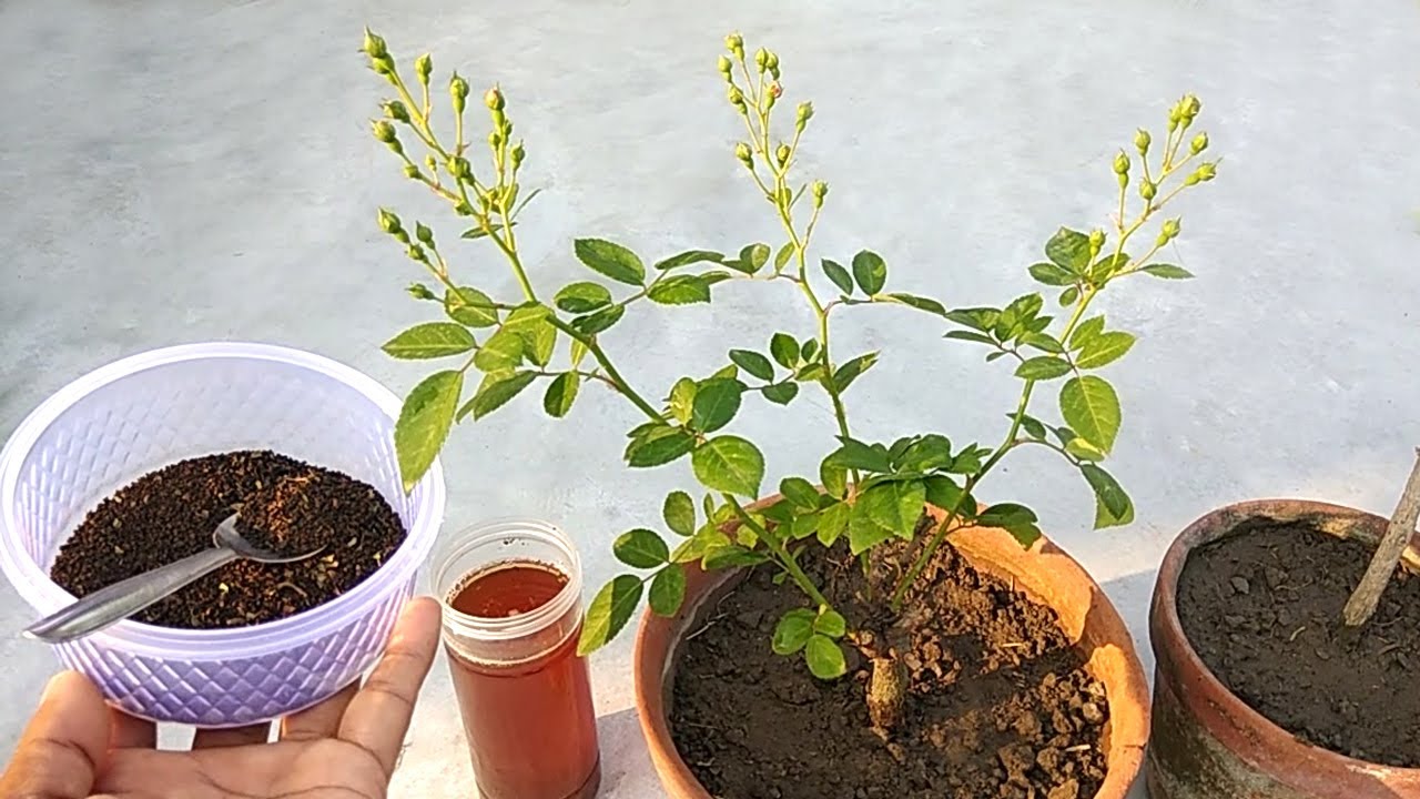 How to make tea leaf Fertilizer