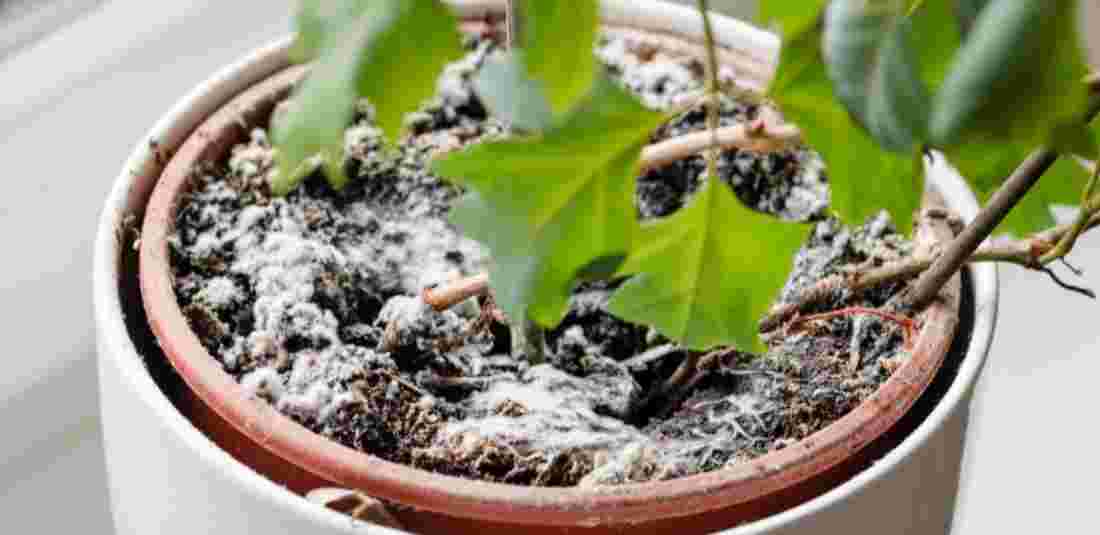 How to Get rid of Fungus from Plant